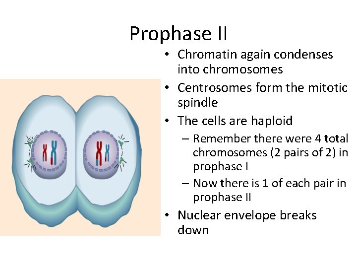 Prophase II • Chromatin again condenses into chromosomes • Centrosomes form the mitotic spindle