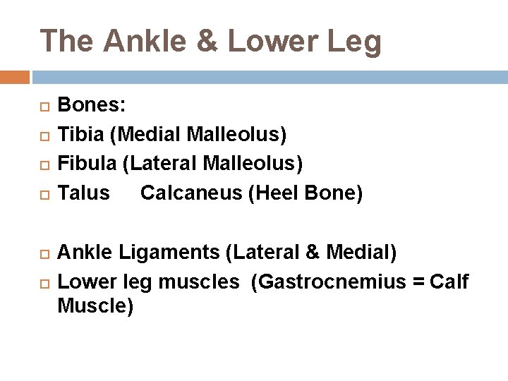 The Ankle & Lower Leg Bones: Tibia (Medial Malleolus) Fibula (Lateral Malleolus) Talus Calcaneus