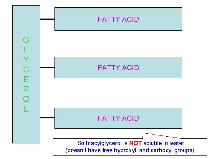 FATTY ACID G L Y C E R O L FATTY ACID So triacylglycerol