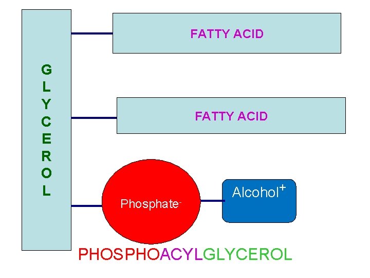 FATTY ACID G L Y C E R O L FATTY ACID Phosphate- Alcohol+