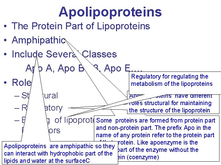 Apolipoproteins • The Protein Part of Lipoproteins • Amphipathic • Include Several Classes Apo