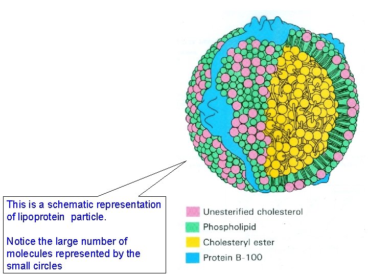 This is a schematic representation of lipoprotein particle. Notice the large number of molecules