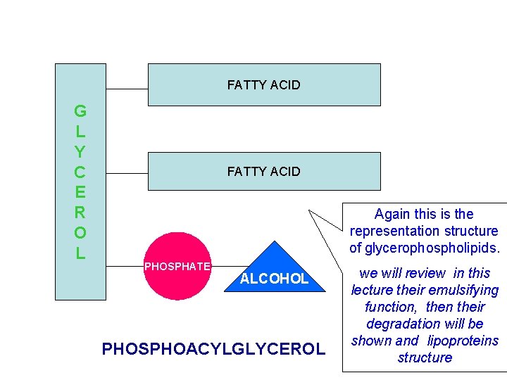 FATTY ACID G L Y C E R O L FATTY ACID Again this