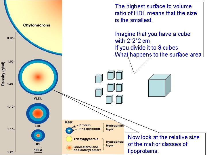 The highest surface to volume ratio of HDL means that the size is the