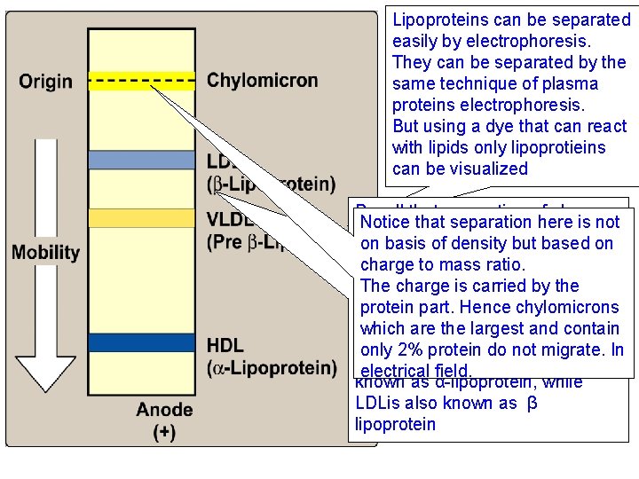 Lipoproteins can be separated easily by electrophoresis. They can be separated by the same