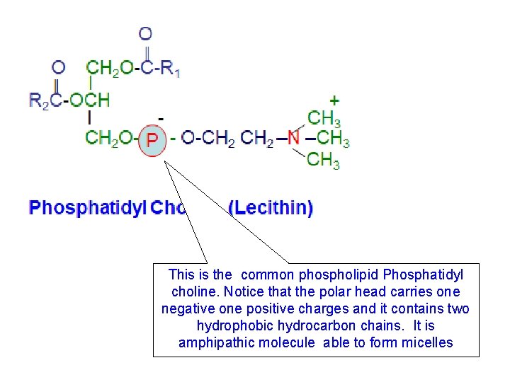 This is the common phospholipid Phosphatidyl choline. Notice that the polar head carries one