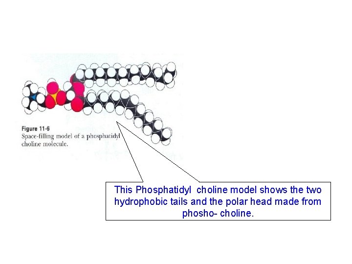 This Phosphatidyl choline model shows the two hydrophobic tails and the polar head made