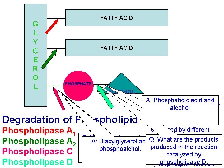 G L Y C E R O L FATTY ACID PHOSPHATE ALCOHOL A: Phosphatidic