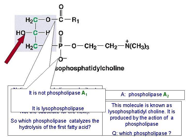 Notice that phospholipases don’t act It is not phospholipase A 1 sequentially (The product