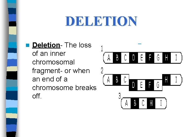 DELETION n Deletion- The loss of an inner chromosomal fragment- or when an end