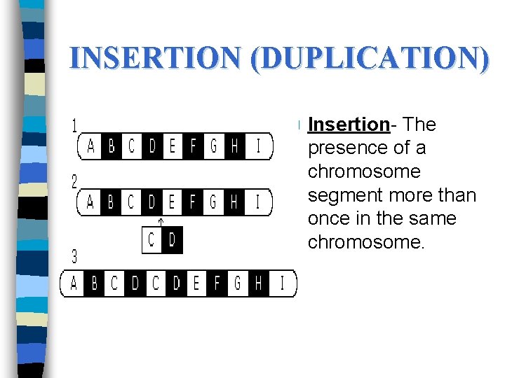 INSERTION (DUPLICATION) n Insertion- The presence of a chromosome segment more than once in