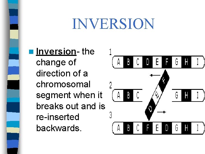 INVERSION n Inversion- the change of direction of a chromosomal segment when it breaks