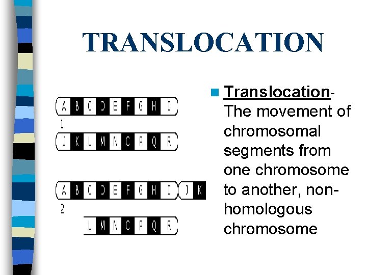 TRANSLOCATION n Translocation- The movement of chromosomal segments from one chromosome to another, nonhomologous