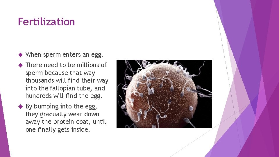 Fertilization When sperm enters an egg. There need to be millions of sperm because