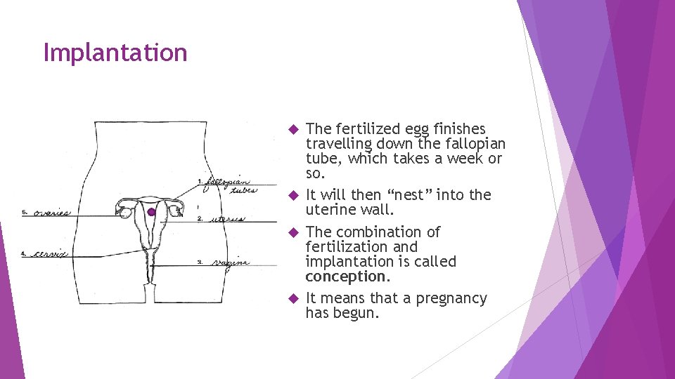 Implantation The fertilized egg finishes travelling down the fallopian tube, which takes a week