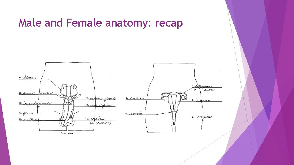 Male and Female anatomy: recap 