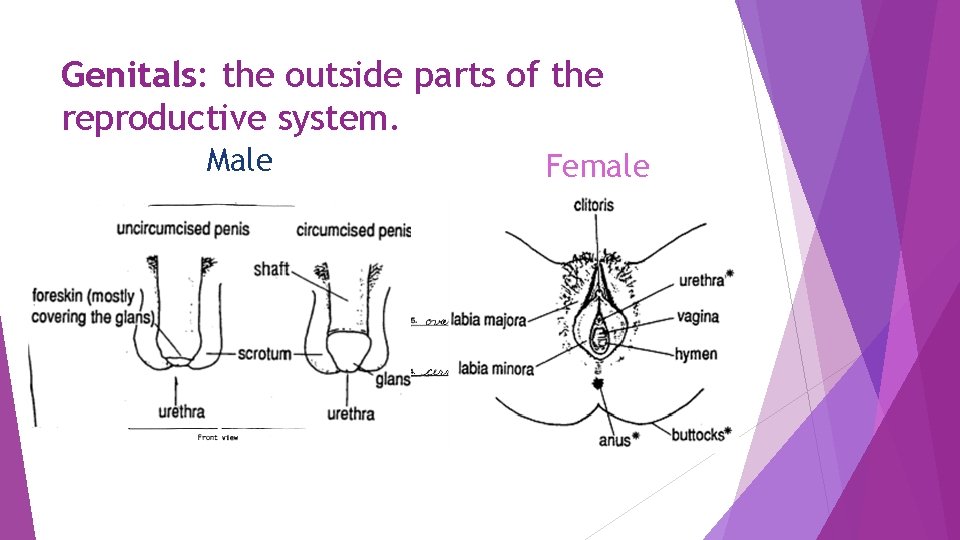 Genitals: the outside parts of the reproductive system. Male Female 