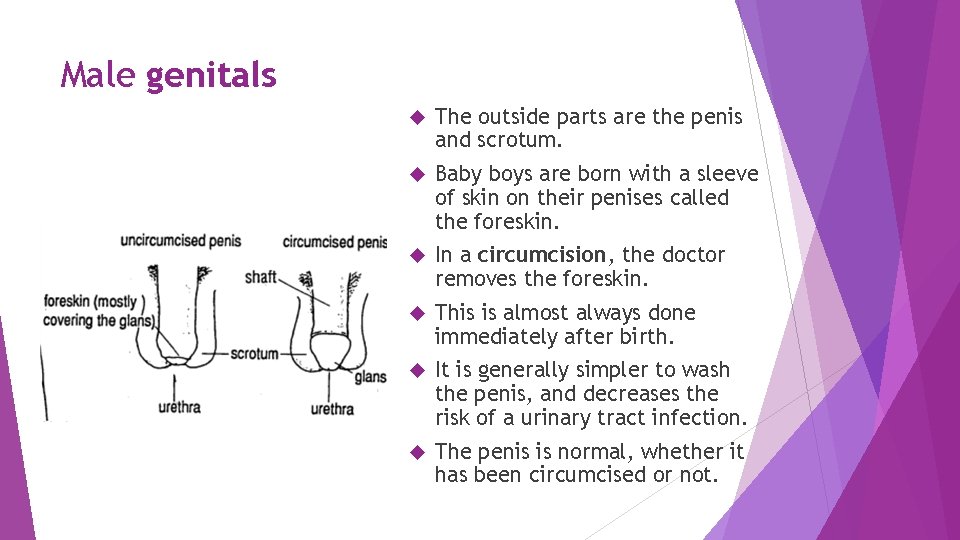 Male genitals The outside parts are the penis and scrotum. Baby boys are born