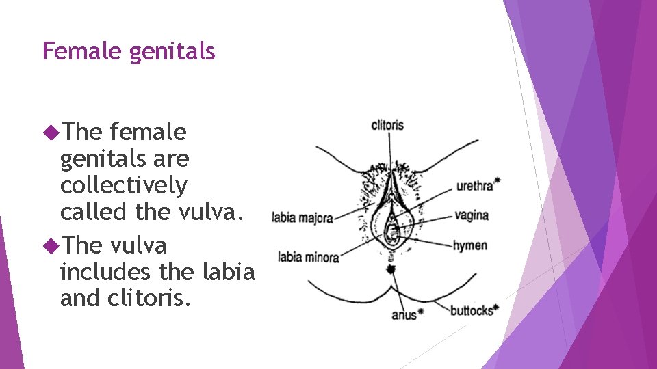 Female genitals The female genitals are collectively called the vulva. The vulva includes the