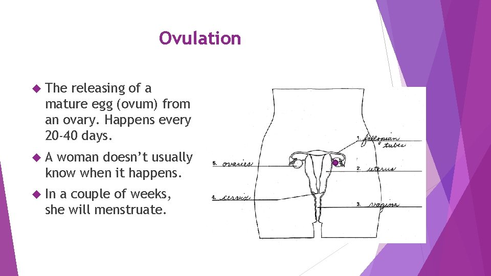 Ovulation The releasing of a mature egg (ovum) from an ovary. Happens every 20