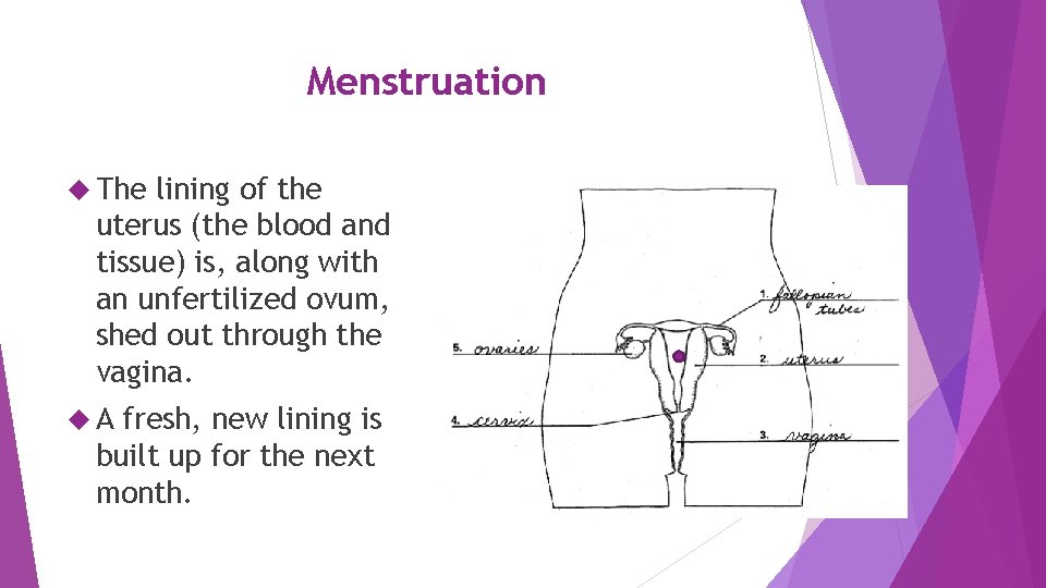 Menstruation The lining of the uterus (the blood and tissue) is, along with an