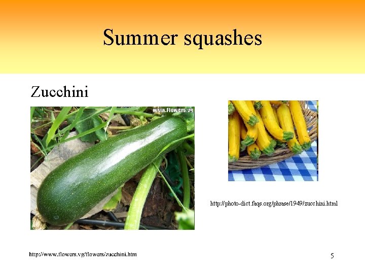 Summer squashes Zucchini http: //photo-dict. faqs. org/phrase/1949/zucchini. html 5 