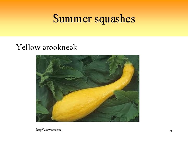 Summer squashes Yellow crookneck http: //www. art. com 7 