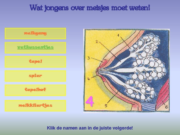 Wat jongens over meisjes moet weten! melkgang vetkussentjes tepel spier tepelhof melkkliertjes 4 Klik