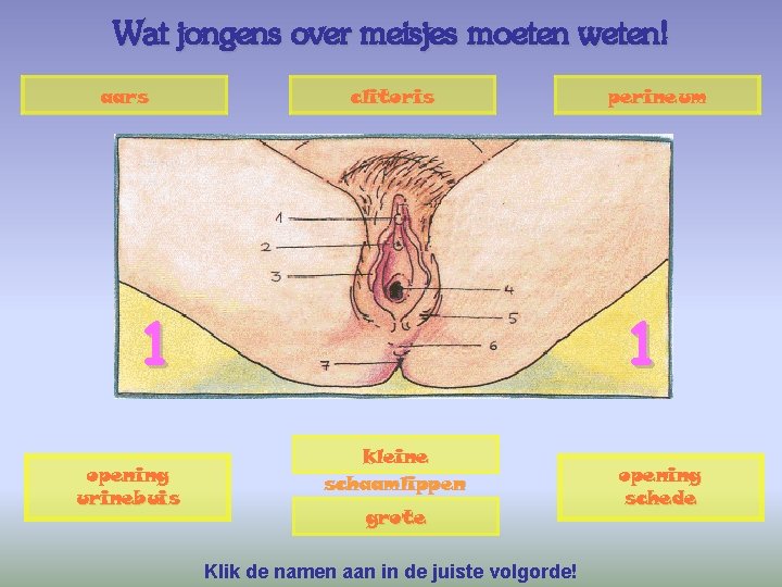 Wat jongens over meisjes moeten weten! aars clitoris 1 opening urinebuis perineum 1 kleine