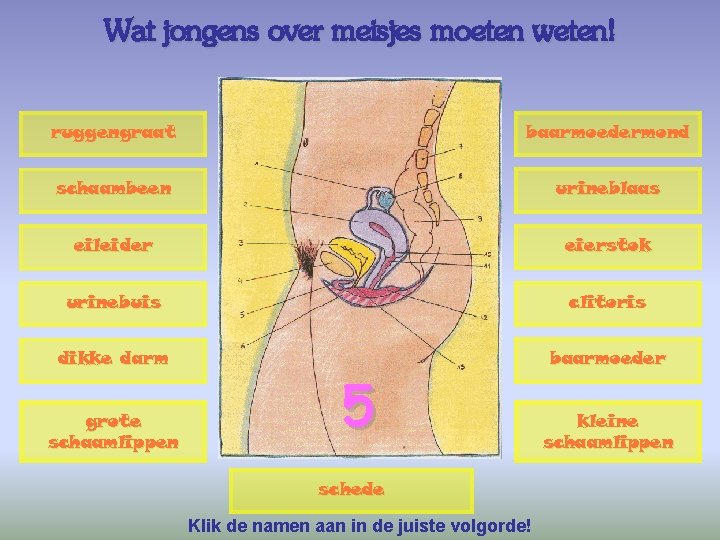 Wat jongens over meisjes moeten weten! ruggengraat baarmoedermond schaambeen urineblaas eileider eierstok urinebuis clitoris