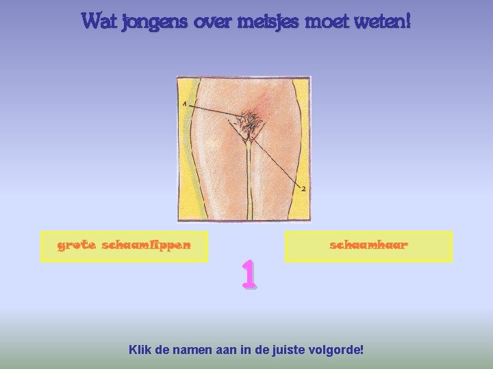 Wat jongens over meisjes moet weten! grote schaamlippen 1 schaamhaar Klik de namen aan