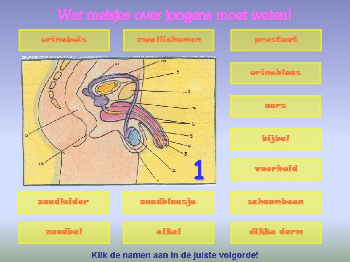 Wat meisjes over jongens moet weten! urinebuis zwellichamen prostaat urineblaas aars bijbal 1 voorhuid