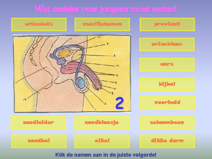 Wat meisjes over jongens moet weten! urinebuis zwellichamen prostaat urineblaas aars bijbal 2 voorhuid