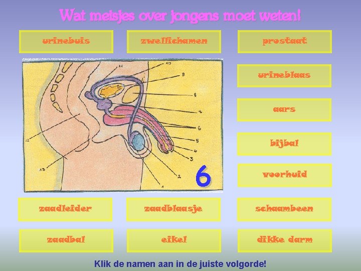 Wat meisjes over jongens moet weten! urinebuis zwellichamen prostaat urineblaas aars bijbal 6 voorhuid