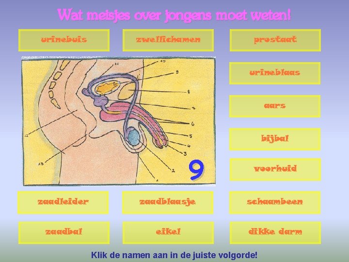 Wat meisjes over jongens moet weten! urinebuis zwellichamen prostaat urineblaas aars bijbal 9 voorhuid