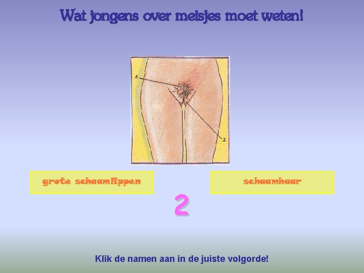 Wat jongens over meisjes moet weten! grote schaamlippen 2 schaamhaar Klik de namen aan