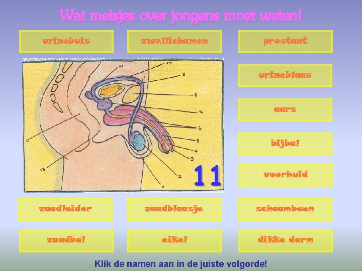 Wat meisjes over jongens moet weten! urinebuis zwellichamen prostaat urineblaas aars bijbal 11 voorhuid