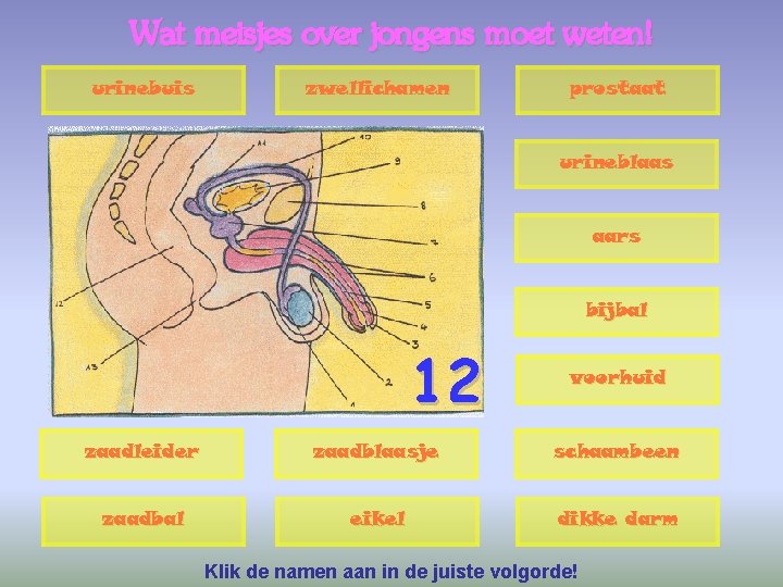 Wat meisjes over jongens moet weten! urinebuis zwellichamen prostaat urineblaas aars bijbal 12 voorhuid