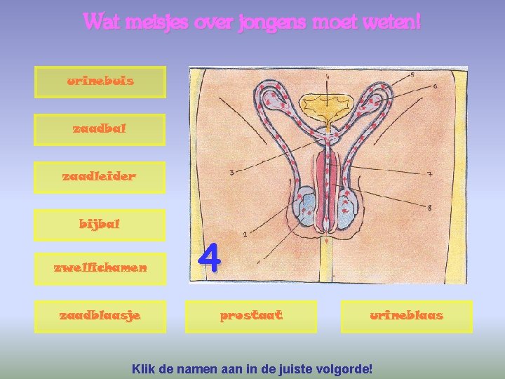 Wat meisjes over jongens moet weten! urinebuis zaadbal zaadleider bijbal zwellichamen zaadblaasje 4 prostaat