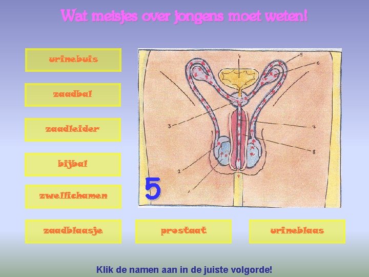 Wat meisjes over jongens moet weten! urinebuis zaadbal zaadleider bijbal zwellichamen zaadblaasje 5 prostaat