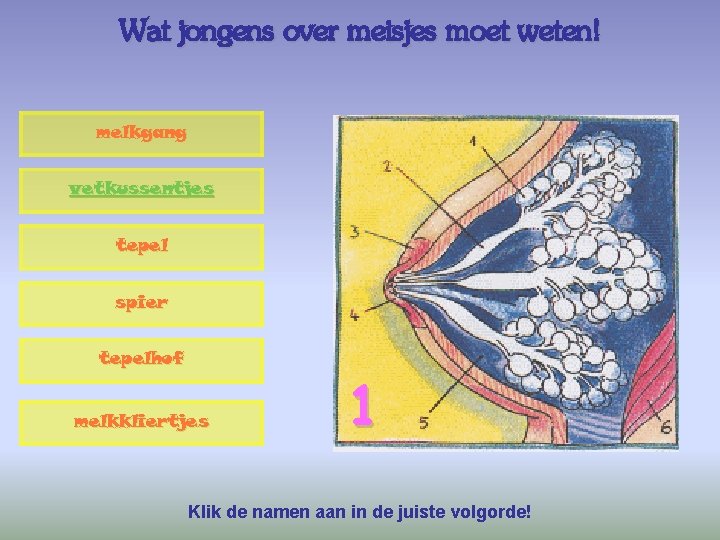 Wat jongens over meisjes moet weten! melkgang vetkussentjes tepel spier tepelhof melkkliertjes 1 Klik