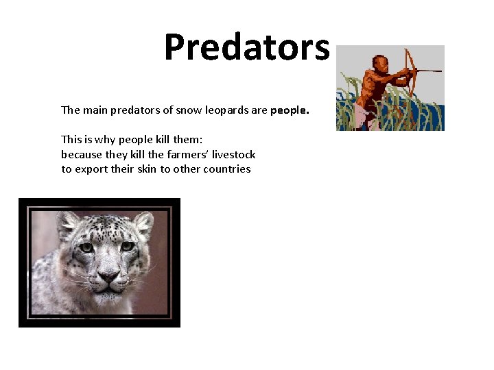 Predators The main predators of snow leopards are people. This is why people kill