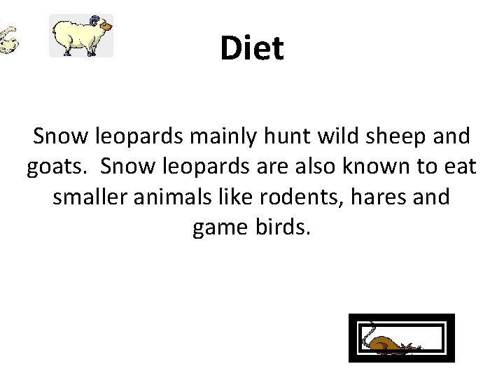 Diet Snow leopards mainly hunt wild sheep and goats. Snow leopards are also known