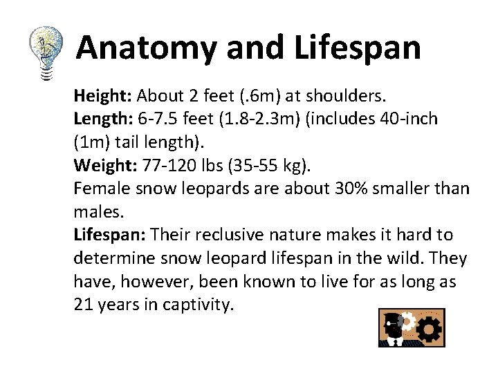 Anatomy and Lifespan Height: About 2 feet (. 6 m) at shoulders. Length: 6