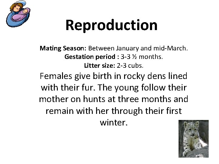 Reproduction Mating Season: Between January and mid-March. Gestation period : 3 -3 ½ months.