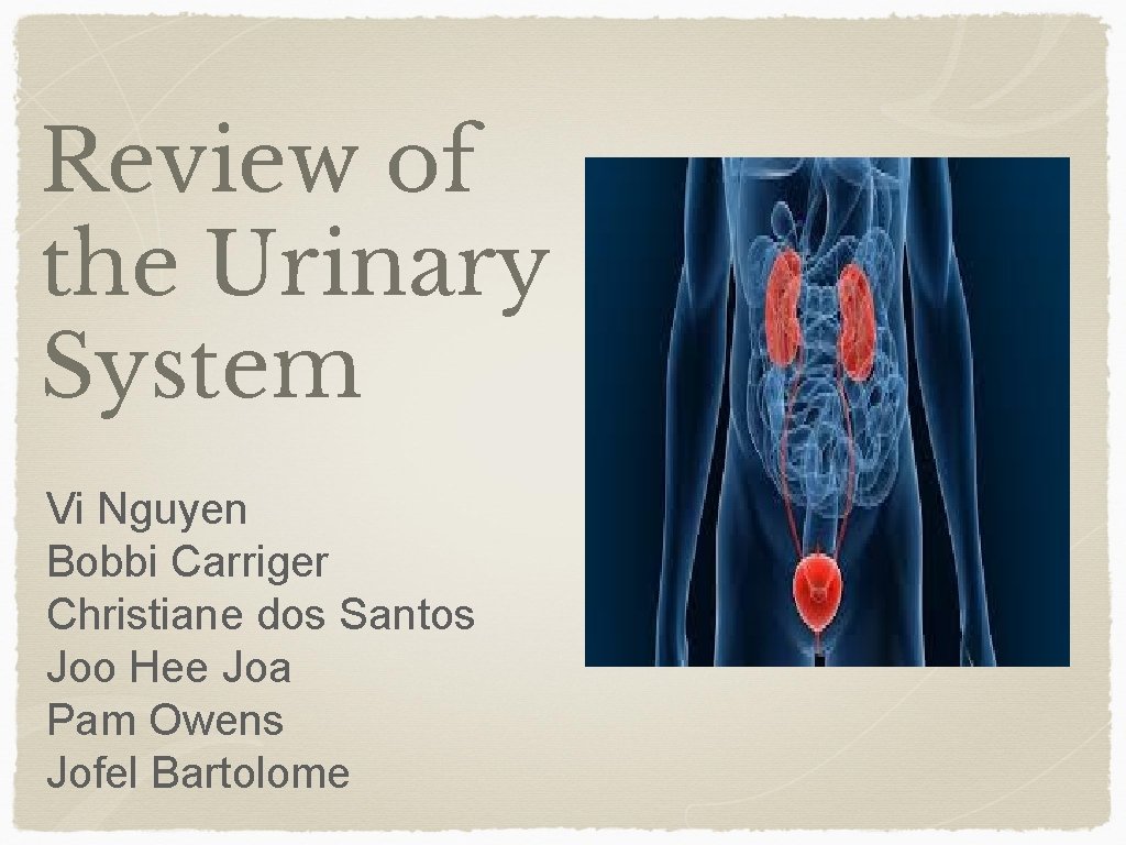 Review of the Urinary System Vi Nguyen Bobbi Carriger Christiane dos Santos Joo Hee