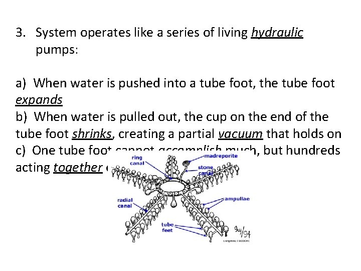 3. System operates like a series of living hydraulic pumps: a) When water is