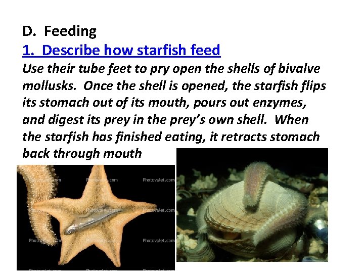 D. Feeding 1. Describe how starfish feed Use their tube feet to pry open