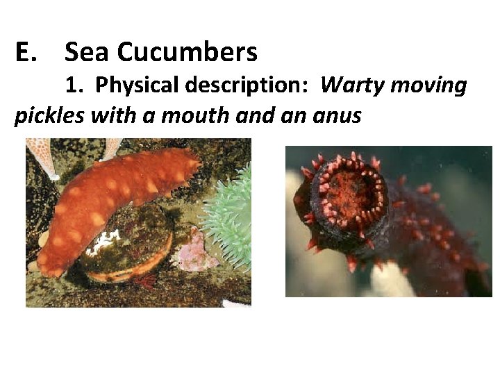 E. Sea Cucumbers 1. Physical description: Warty moving pickles with a mouth and an
