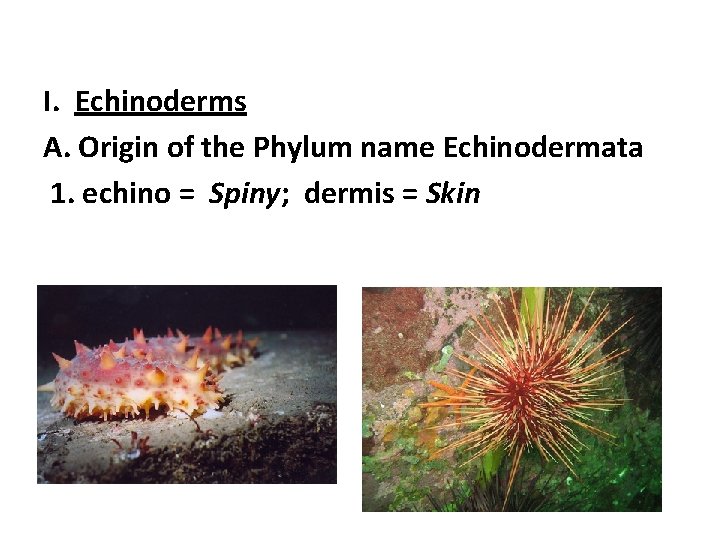 I. Echinoderms A. Origin of the Phylum name Echinodermata 1. echino = Spiny; dermis